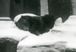 En grizzlybjörn som sover i snön, London Zoo, 1924 av Frederick William Bond
