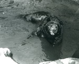 En Grizzly Bear badar i sin pool på London Zoo 1924 av Frederick William Bond