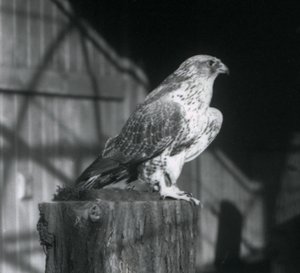 En Gyrfalcon vilande på en stock, London Zoo, december 1925 av Frederick William Bond