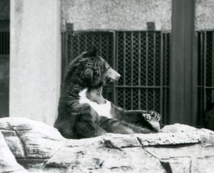 En svartbjörn från Himalaya som sitter tillbaka på klipporna och håller tårna, London Zoo av Frederick William Bond