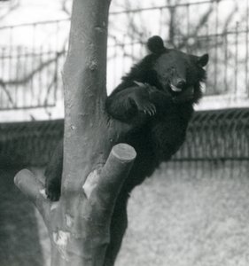 En brun Himalayabjörn Isabelline Bear Dzu-Teh i ett träd på London Zoo 1925 av Frederick William Bond