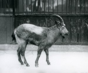 En stenbock från Himalaya som står på London Zoo, 1927 av Frederick William Bond