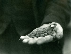 En hornödla vilar i sin vårdnadshavares hand, London Zoo, april 1923 (svart foto). av Frederick William Bond