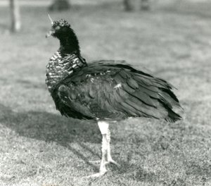 En Horned Screamer som står på gräs på London Zoo i september 1927 av Frederick William Bond