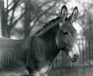 En hybridzebra på London Zoo i juli 1924 av Frederick William Bond