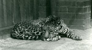 En Jaguar vilar på London Zoo i juni 1924 av Frederick William Bond