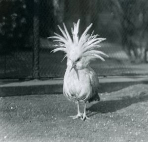 En Kagu eller Cagu som visar sina krönfjädrar på London Zoo, juni 1921