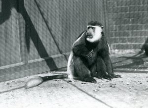En kikuyu svart-vit Colobus-apa som sitter i sitt inhägnad på London Zoo i juli 1925 av Frederick William Bond