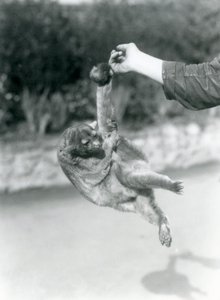 En Kinkajou upphängd från ett målvaktsfinger i sin gripsvans, London Zoo, september 1925 av Frederick William Bond