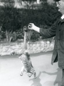 En Kinkajou hängd upp och ned, från ett målvaktsfinger, vid sin gripsvans, London Zoo, september 1925 av Frederick William Bond