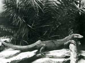 En Komodo DragonMonitor vilar sin nacke och framben mot en stock på London Zoo i juni 1927 av Frederick William Bond