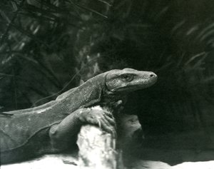 En Komodo DragonMonitor vilar sin nacke och framben mot en stock på London Zoo i juni 1927 av Frederick William Bond