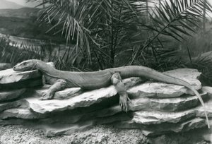 En Komodo Dragon Monitor vilande på en stenig vägg på London Zoo 1927 av Frederick William Bond