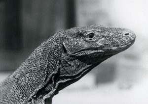 En komododrake på London Zoo i augusti 1928 (s/v foto) av Frederick William Bond