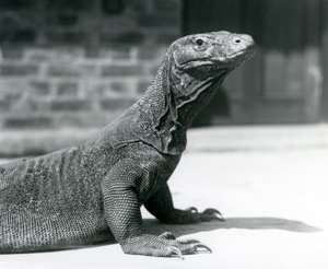 En komododrake på London Zoo i augusti 1928 (s/v foto) av Frederick William Bond