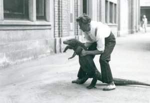 En Komodo Dragon holdes op på bagbenene af en målmand i London Zoo i august 1928 (s/h foto) av Frederick William Bond