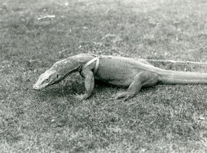 En komododrake ute på promenad på en gräsmatta, iklädd sele och koppel (s/v foto) av Frederick William Bond