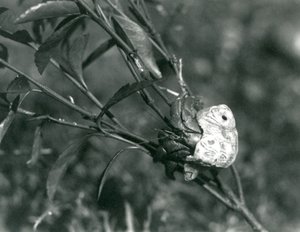 En eremitkrabba som klättrar på en liten gren, London Zoo av Frederick William Bond
