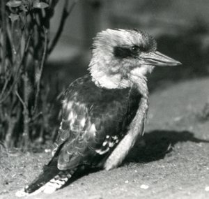 A Laughing Kookaburra på London Zoo i april 1925 av Frederick William Bond