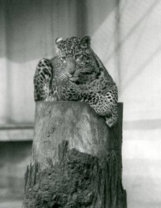 En leopard som ligger på toppen av en stubbe, London Zoo av Frederick William Bond