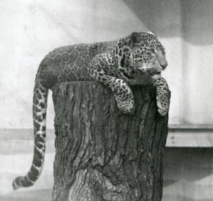 En leopard som ligger på toppen av en trädstubbe med svansen dinglande ner bakom, London Zoo av Frederick William Bond