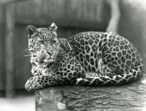 En leopard som vilar på en stock på London Zoo 1929 (s/v foto) av Frederick William Bond