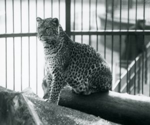 En leopard som sitter på en stock i sitt inhägnad vid London Zoo, september 1925 av Frederick William Bond