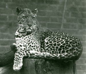 En leopard som sitter på en stubbe på London Zoo 1924 av Frederick William Bond