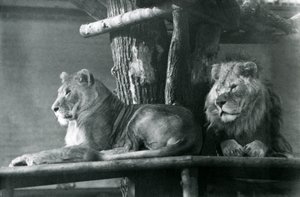 Ett lejon och lejoninna vilar på en hög plattform, i deras inhägnad, London Zoo 1929 (s/v foto) av Frederick William Bond