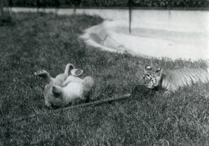 En lejon- och tigerunge leker med en mopp, på gräset, vid en pool, London Zoo, september 1925 av Frederick William Bond