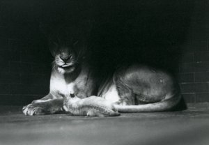 En lejonunge som ligger ner med sin mamma i skuggan av baksidan av deras inhägnad, London Zoo, oktober 1925 av Frederick William Bond