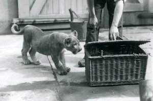 En lejonunge tittar på en tigerunge i en flätad korg, som en djurhållare öppnar, London Zoo, september 1925 av Frederick William Bond
