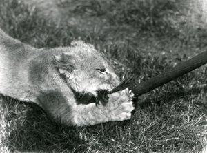 En lejonunge som leker med en mopp, hållen av sin skötare, på gräset framför sin håla, London Zoo, september 1925 av Frederick William Bond