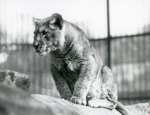 En lejonunge, som hade fötts i menageriet i juli 1923, London Zoo, juli 1924 av Frederick William Bond