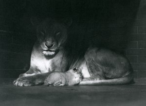 En lejoninna och unge som ligger ner i skuggan av baksidan av deras inhägnad, London Zoo, oktober 1925 av Frederick William Bond