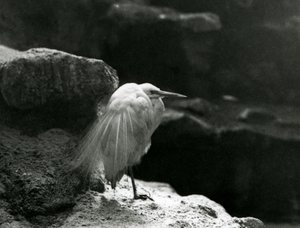 En liten egret vilar bland stenar på London Zoo 1930 (s/v foto) av Frederick William Bond