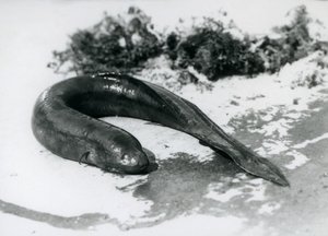 En lungfisk vilar ur vattnet på London Zoo i september 1928 av Frederick William Bond