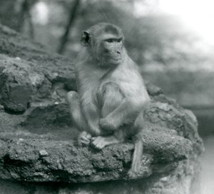 En makak som sitter på en sten på London Zoo 1924 av Frederick William Bond