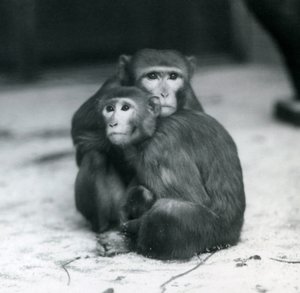 En makak med sin baby sittande tillsammans på golvet i deras inhägnad, London Zoo av Frederick William Bond