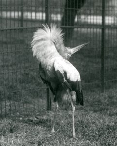 En Maguari-stork som uppträder i London Zoo, juli 1925 av Frederick William Bond