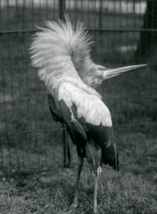 En Maguari-stork som uppträder i London Zoo, juli 1925 av Frederick William Bond