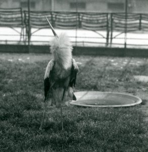 En Maguari-stork som visar upp-och-ner-visningen medan han står på gräs bredvid en liten betongpool, London Zoo, juli 1925 (s/v-foto) av Frederick William Bond