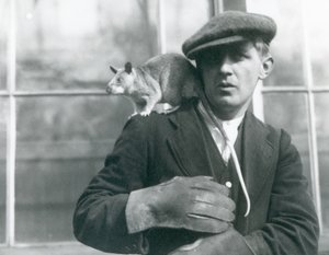 En malagasisk jätteråtta sitter på axeln av sin djurhållare, London Zoo, 1924