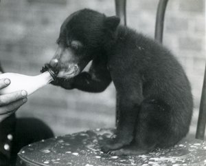 En malaysisk eller solbjörnsunge sitter på en stol medan den flaskmatas av sin djurhållare på London Zoo, 1920-talet av Frederick William Bond
