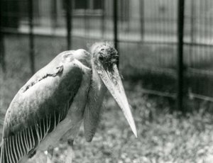 En Marabou-stork som står i sitt inhägnad vid London Zoo i september 1928 av Frederick William Bond