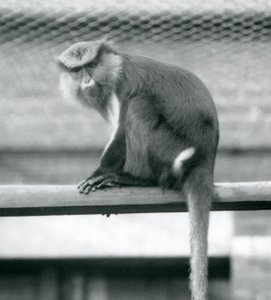 En Mona Monkey som sitter på en horisontell stolpe i sin inhägnad vid London Zoo i september 1925 av Frederick William Bond