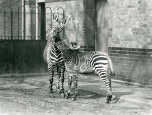 En bergszebra och hennes föl på London Zoo 1929 (s/v foto) av Frederick William Bond