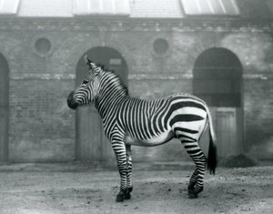 En bergszebra som står, i sin hage, framför de höga dörrarna till Giraffe House på London Zoo 1927 av Frederick William Bond