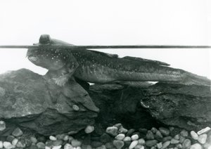 En Mudskipper, vilande på nedsänkta klippor, med ögonen ovanför vattnet, London Zoo av Frederick William Bond
