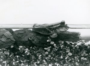 En Mudskipper, vilande på nedsänkta klippor, med ögonen ovanför vattnet, London Zoo av Frederick William Bond